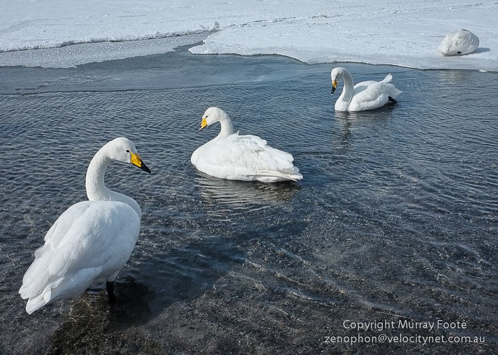 🏞️ 굿샤로 호 이미지 6
